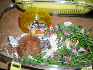 Продам джунгарскую парочку с клеткой (террариум).  #684134