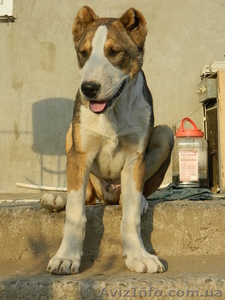 Среднеазиатская овчарка. Щенки. #685061