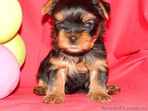 Продам элитных щенков йоркширского терьера #690513