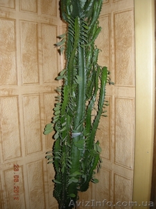 Продам кактус малочай #695449