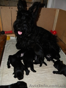 Продам щенков Шотландский Скотч терьер #696693