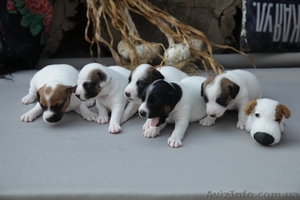 Джек рассел терьер. Доставим щенка в любой город!  #701636