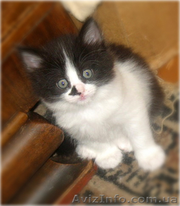 Красивые персидско-ангорские котята! #690500