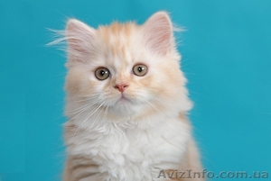 Шотландские котята хайленды красные #684348