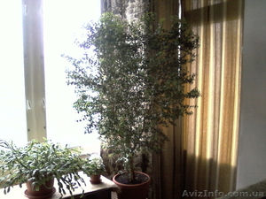 Комнатное дерево Мирт #679574