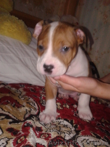 Cрочно!!!продам щенка пит-буля #701615