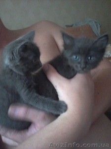 Отдам пепельных пушистиков в добрые руки #683043