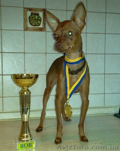 ищу жениха для той терьера девочки #675653