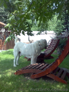 Продаются элитные щенки северокавказского волкодава  #671772