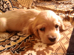 продам щенков американский кокер-спаниель #678383