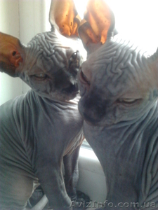 срочно продам сфинкса! #689041