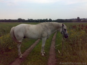 СРОЧНО продам коня #695780