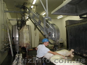 Линия убоя свиней #686833