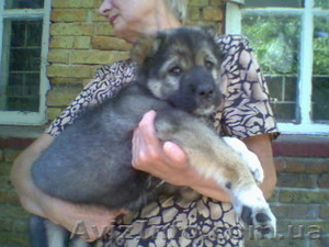 очаровательные щеночки кавказской овчарки #692481