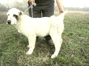 CAO(Среднеазиатская овчарка,  алабай) #689015