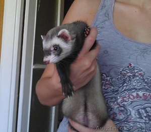 Продам  хорька (фретки) #699178