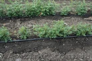 капельная лента  T&T Tape Lim #677269