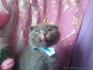 ШИКАРНЫЕ КОТЯТА  #681359