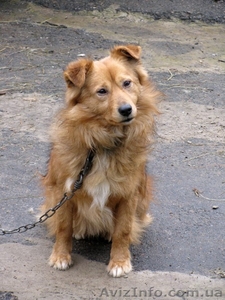 Отдам в хорошие руки собаку #696590