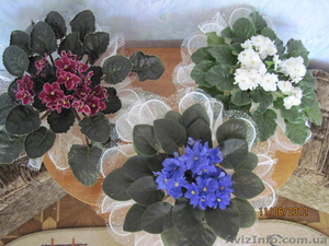 Продам фиалки. Взрослые и детки. #686562