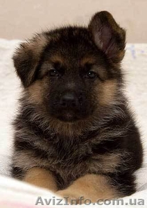 щеночки немецкой овчарки (чепарки) #684939