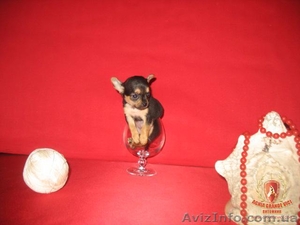 Продаются щенки ЧИХУА ХУА #697826