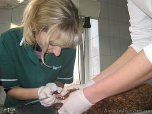 Услуги ветеринарного врача #692914