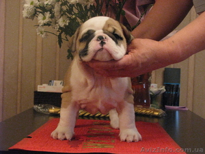 Английские бульдоги шоу класс! #685269