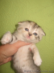 Котята вислоушки и прямоушки , шотландцы,  большой выбор #587556