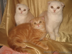 котятки - шотландики #577120