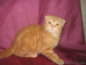 Амира-огненная малышка,  шотландская вислоухая #698636