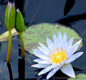 БОГОМИЛЬСКИЙ НЕОГУМАНИЗМ #699875