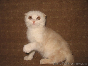 Ангелина-ангелочек,  шотландская вислоухая #698481