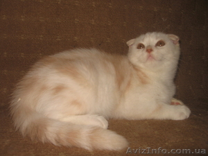 Ананас-улыбчивый котик,  шотландский вислоухий #698876