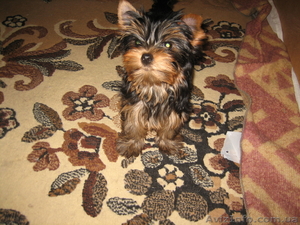 продам йорка #651110