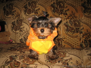  йоркширский терьер #644945