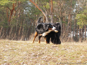 передержка собак #683584