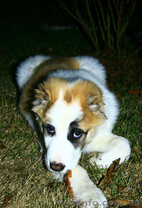 Срочно!!! Продам АЛАБАЯ! #676108