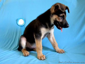 щенок Восточно-Европейской овчарки #681823