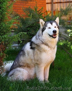 Аляскинский маламут - щенки #679433