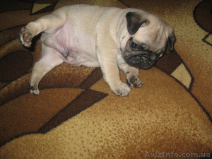 Щенки мопса, возраст 2 месяца, бежевые #675788