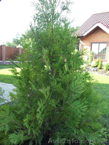 Туя смарагд,  колоновидная,  брабант #675724