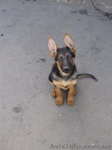 Щенки немецкой овчарки  ХарьковПродаю #213738