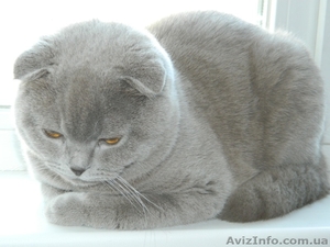 шотландский кот приглашает на вязку #680182