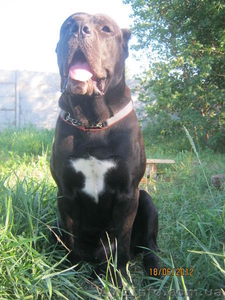 элитные щенки кане-корсо #695008