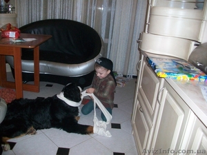 Щенки берномишек ждут хозяев #678803