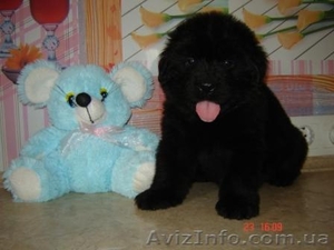 ньюфаундленд цуценята #681223