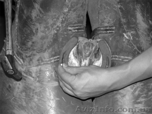 Подковываю лошадей #696464