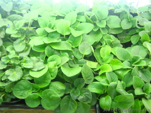 Фиалки укорененные #686201