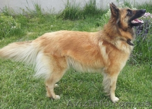 Бельгийская овчарка Тервюрен щенки продам Киев #679697